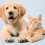 Group logo of Pet Owners in PV